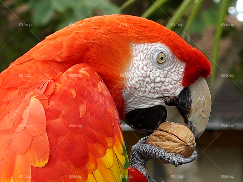 Hard Nut To Crack. Scarlet Macaw eating a walnut