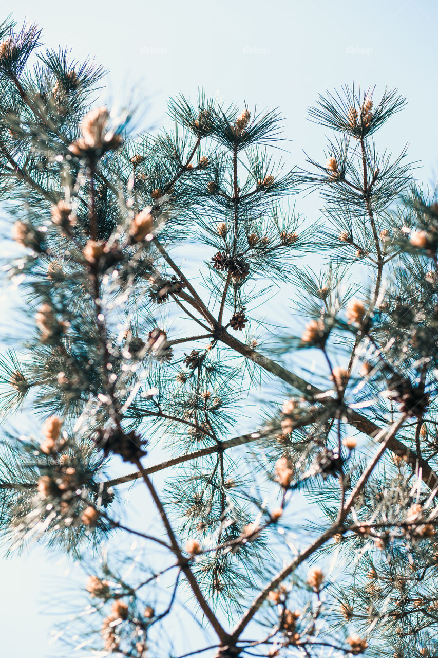 Pine cones and twigs, evergreen plant. Natural environment, sustainability