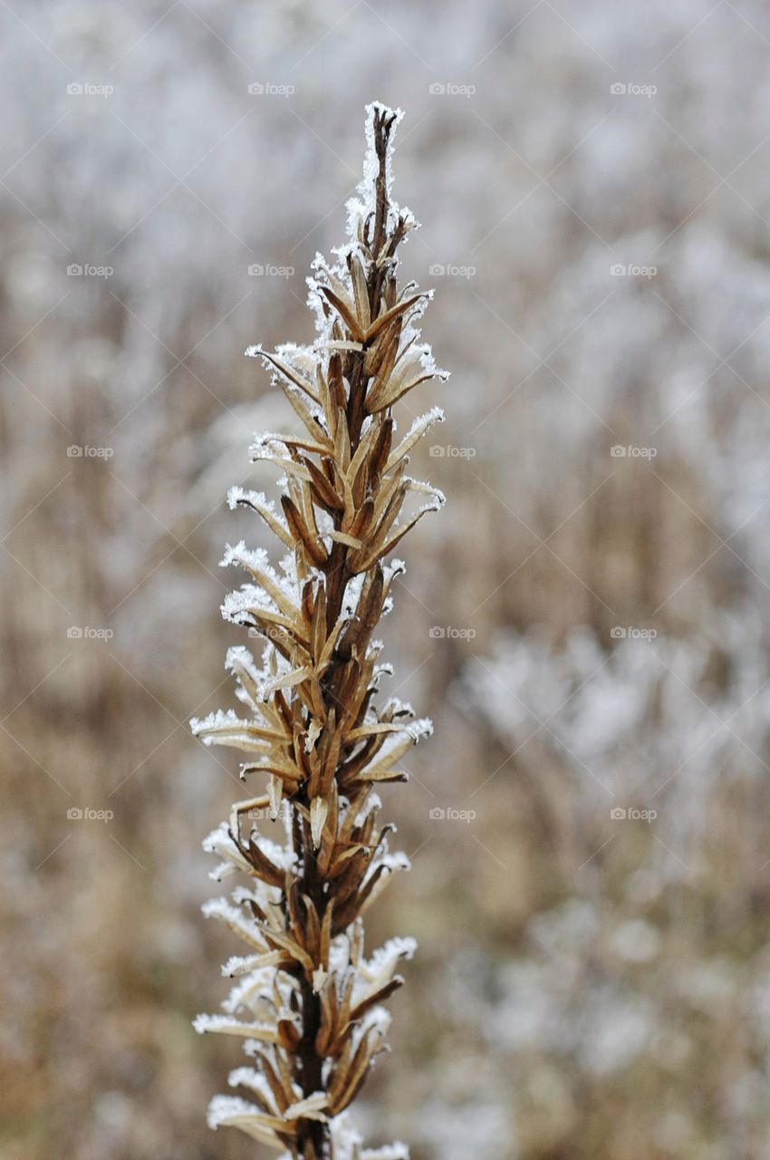 Snow on blade of grass