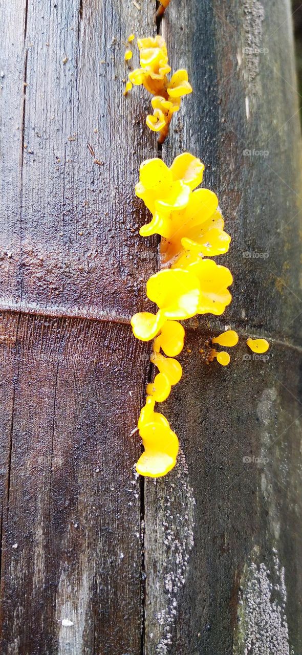 Yellow mushroom growing on the trunk of a bamboo tree