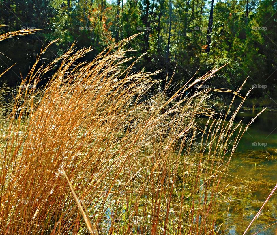 First sign of autumn - One sign of fall is the Tall golden grasses that line the river bank and the leaves in the background begin to change colors 