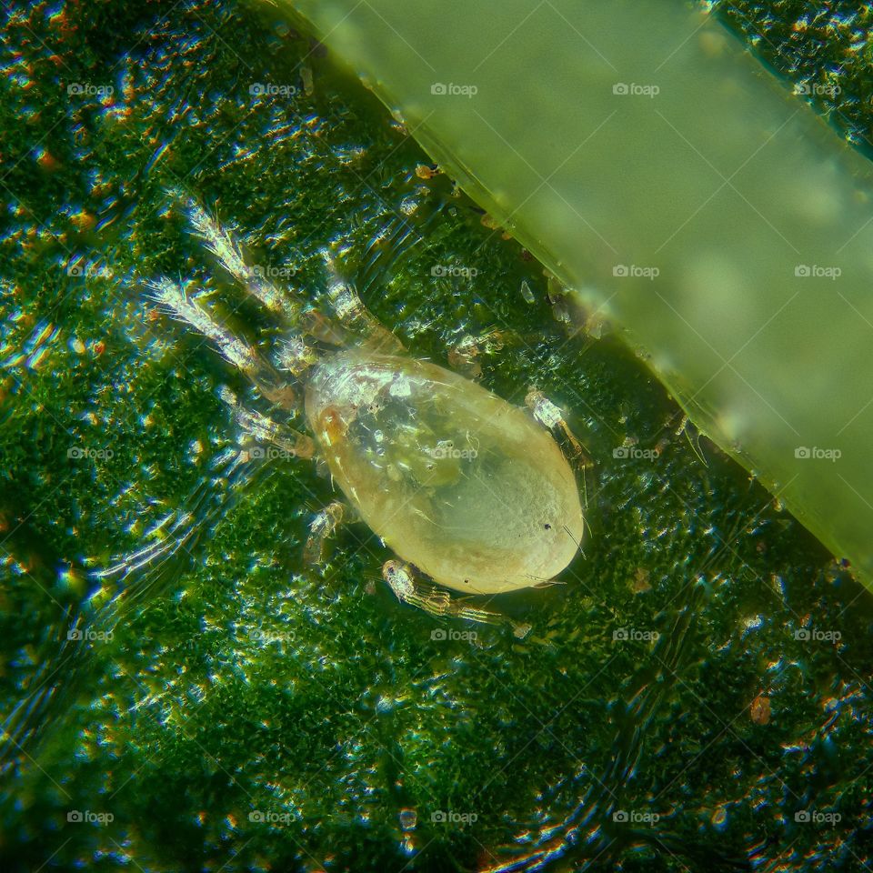 aphid on a leaf