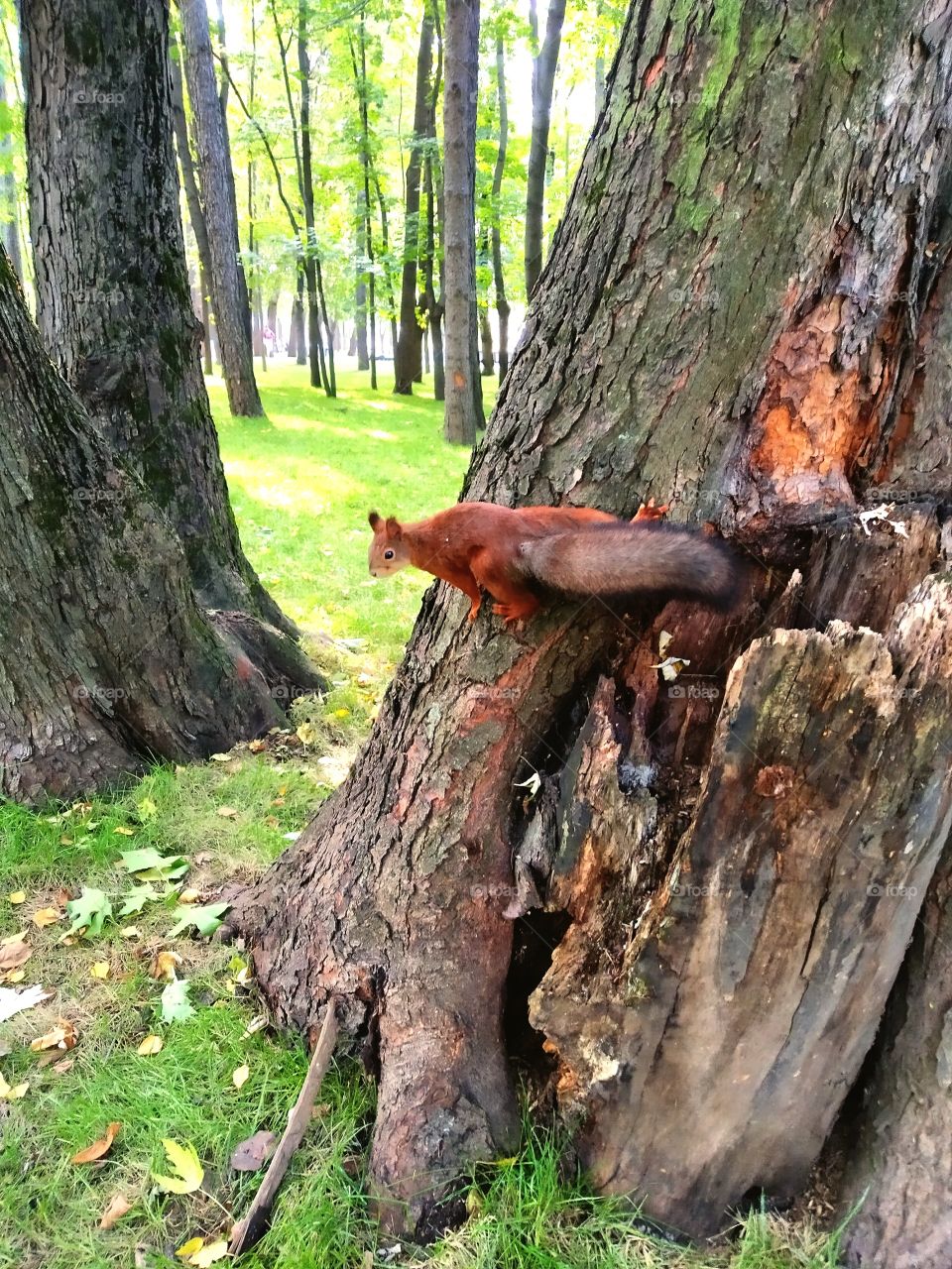 A small fluffy squirrel.