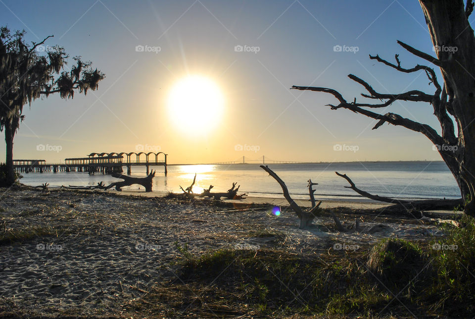 Driftwood on beach during sunset