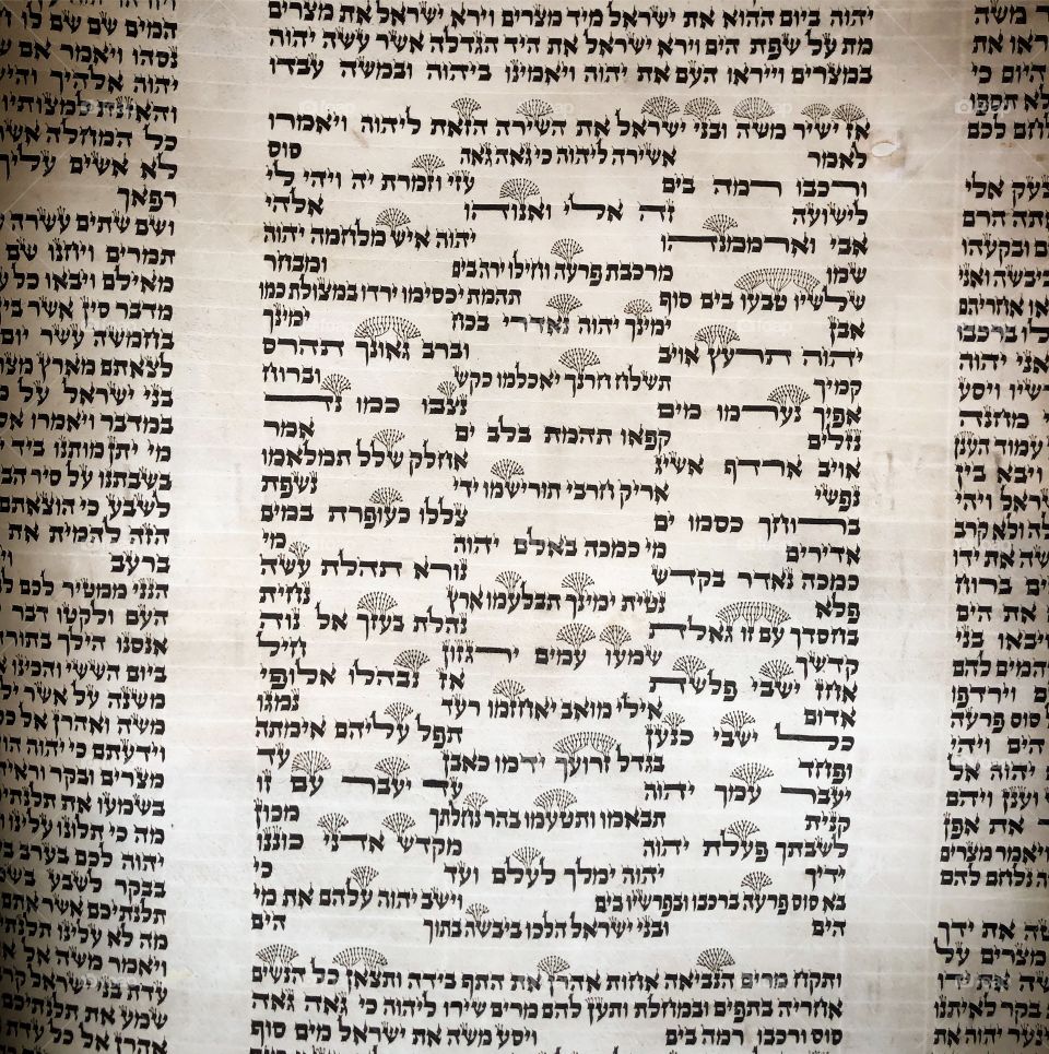 Torah Scroll