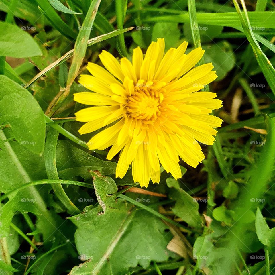 An autumn dandelion.  outside