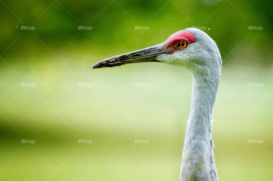 Sand Hill Crane 