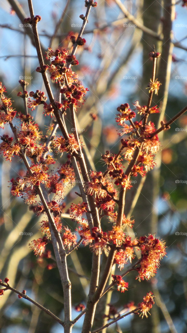 Maple Tree flowers
