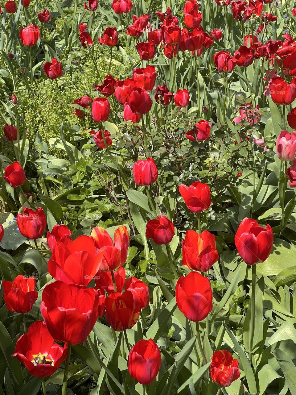 Beautiful red tulips in the garden 