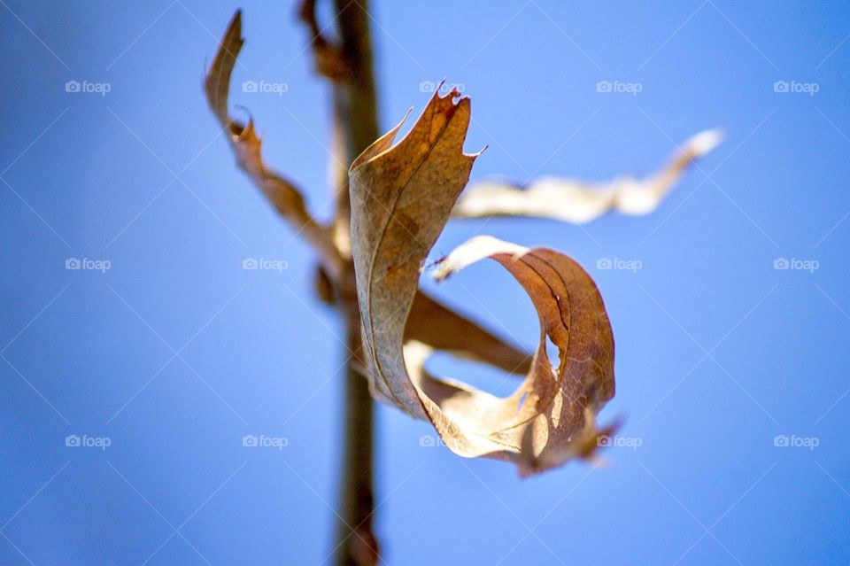 A single leaf with just the right amount of bokeh.
