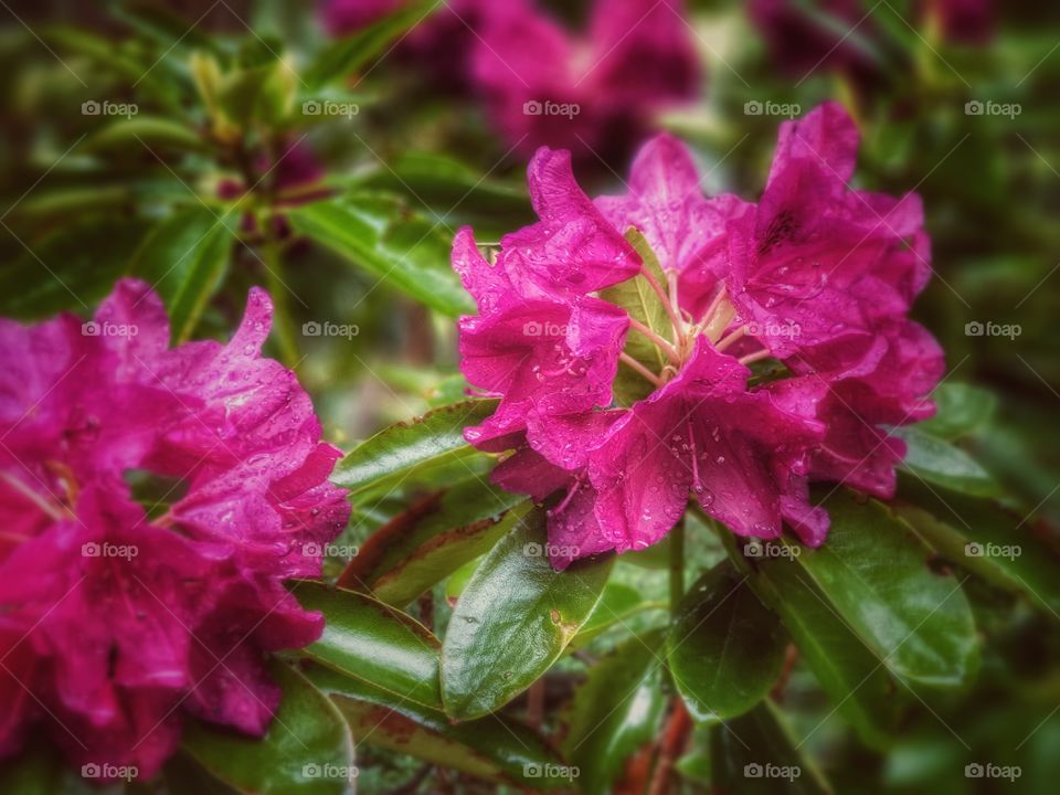 rhododendron