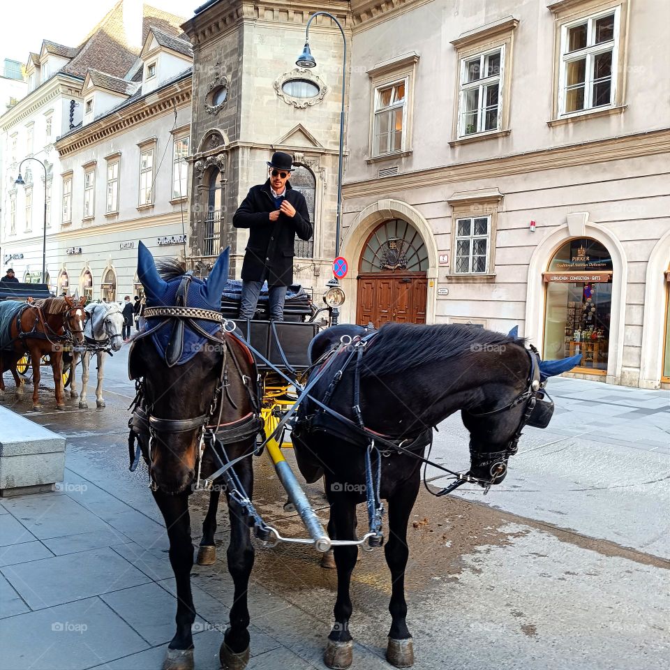 A horse-drawn carriage on a city street