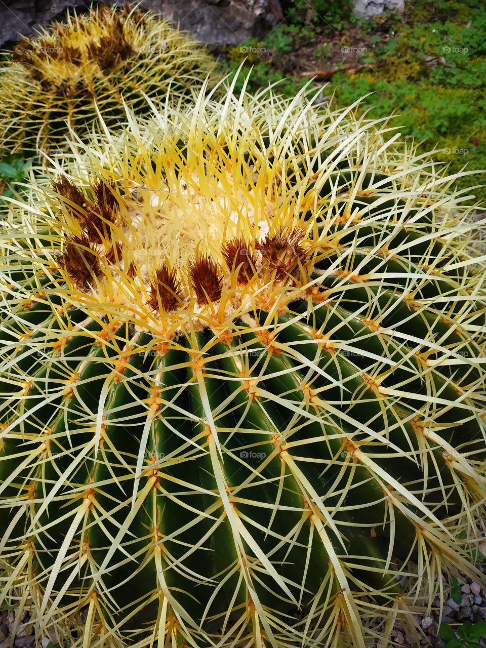 Cactus