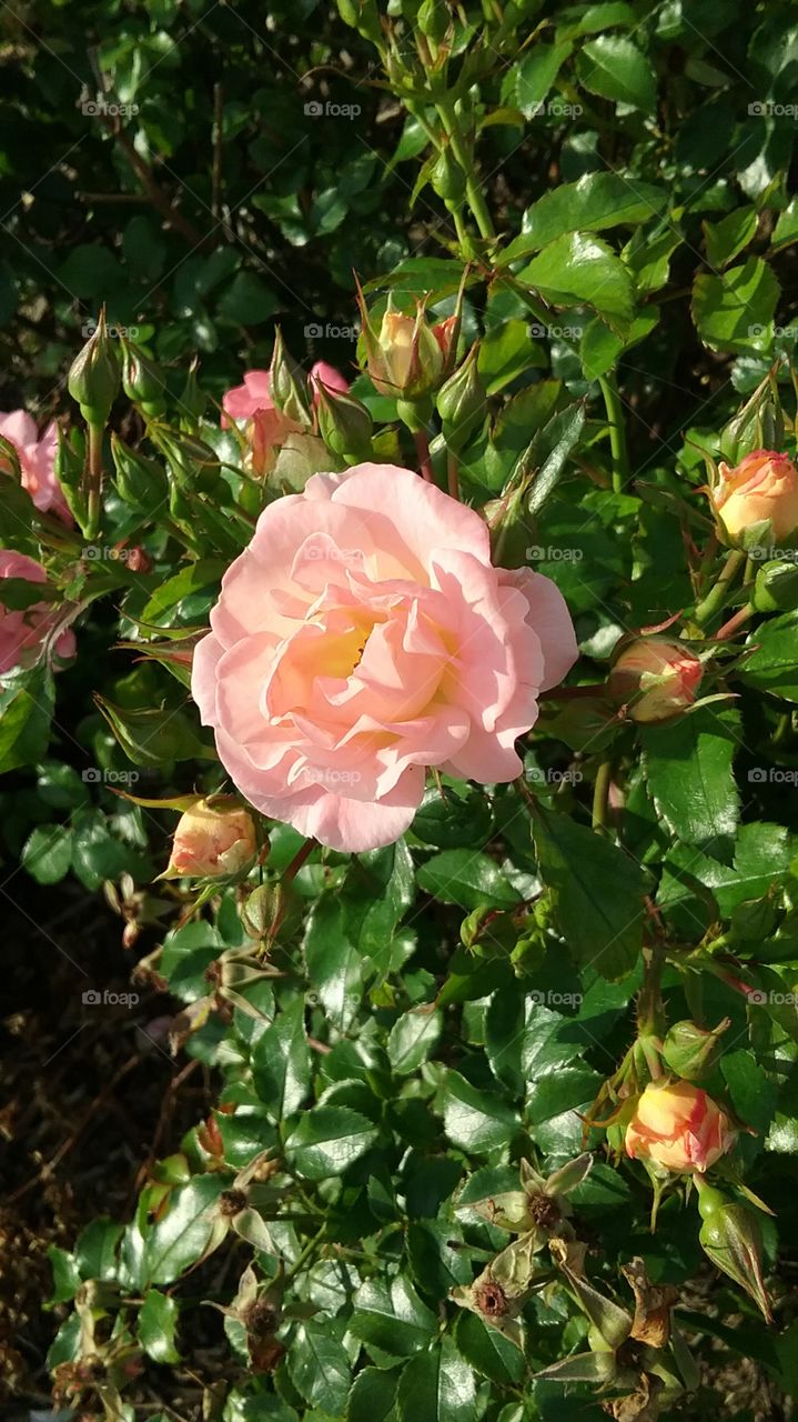 pink rose bloom
