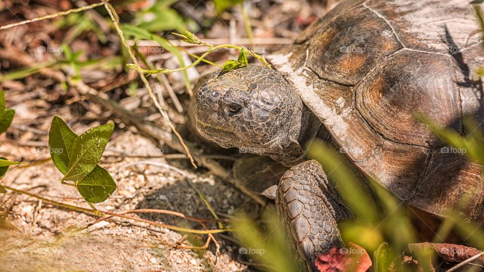 High angle view of tortoise