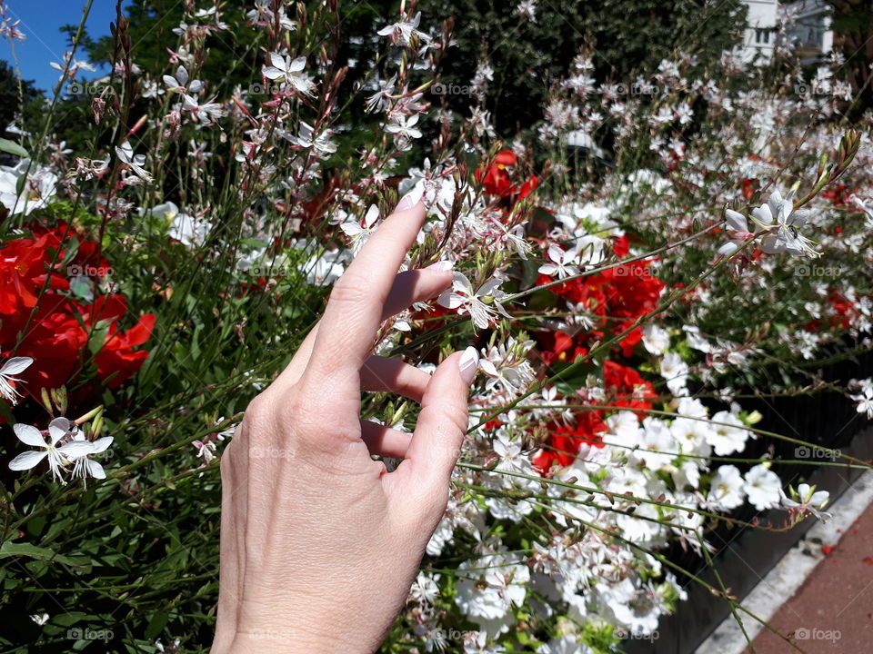 Woman's hand on the background of white and red flowers