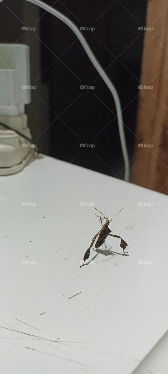 Nocturnal insect attracted to light