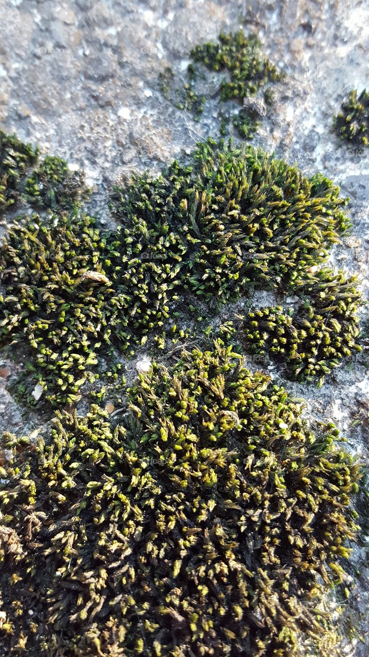 mossy green in autumn