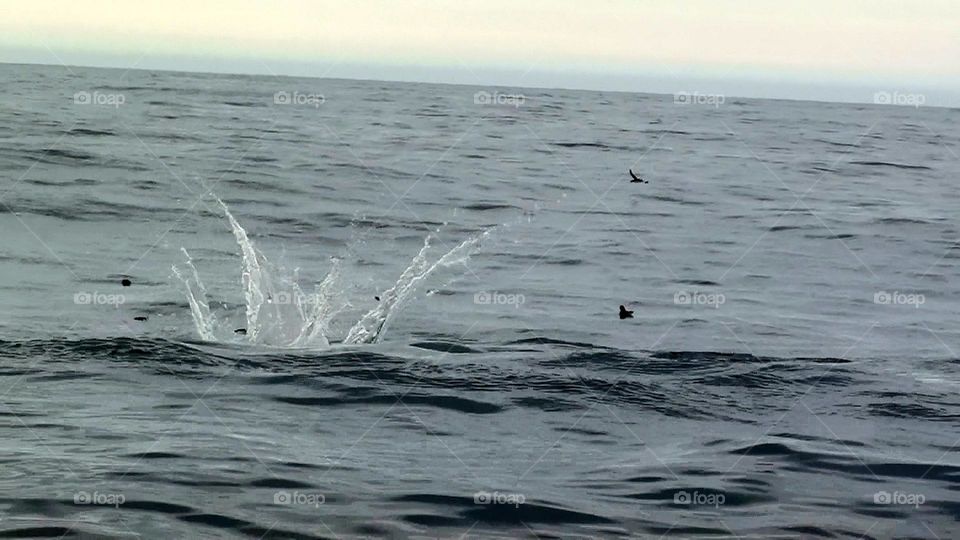 And with one final splash it’s gone, the last touch of a dolphin jumping, Kaikoura, New Zealand 