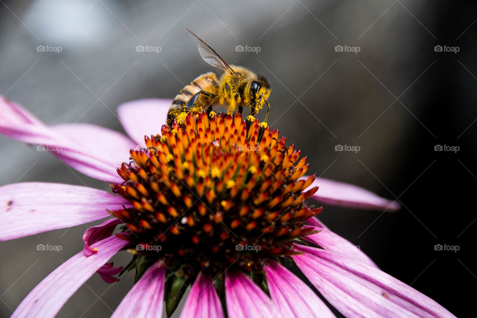 Bees Need Pollen