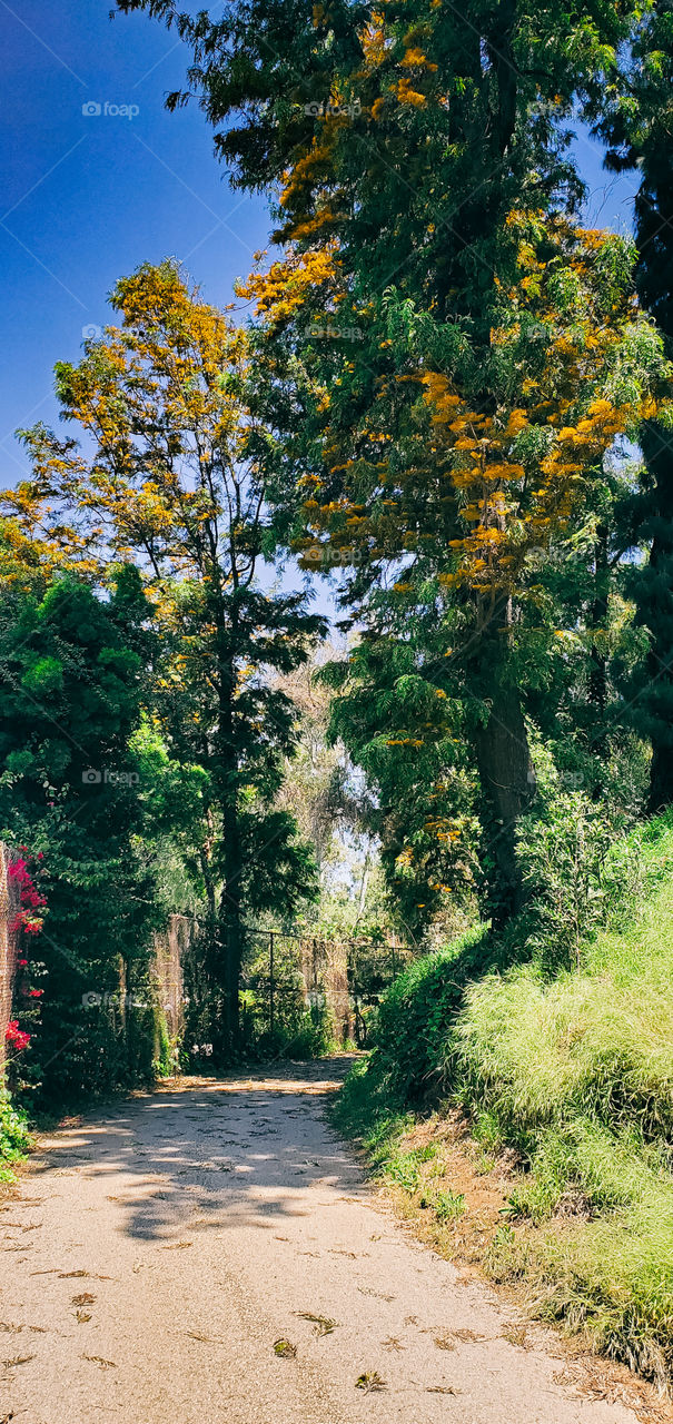 Hollywood Trees and Colors