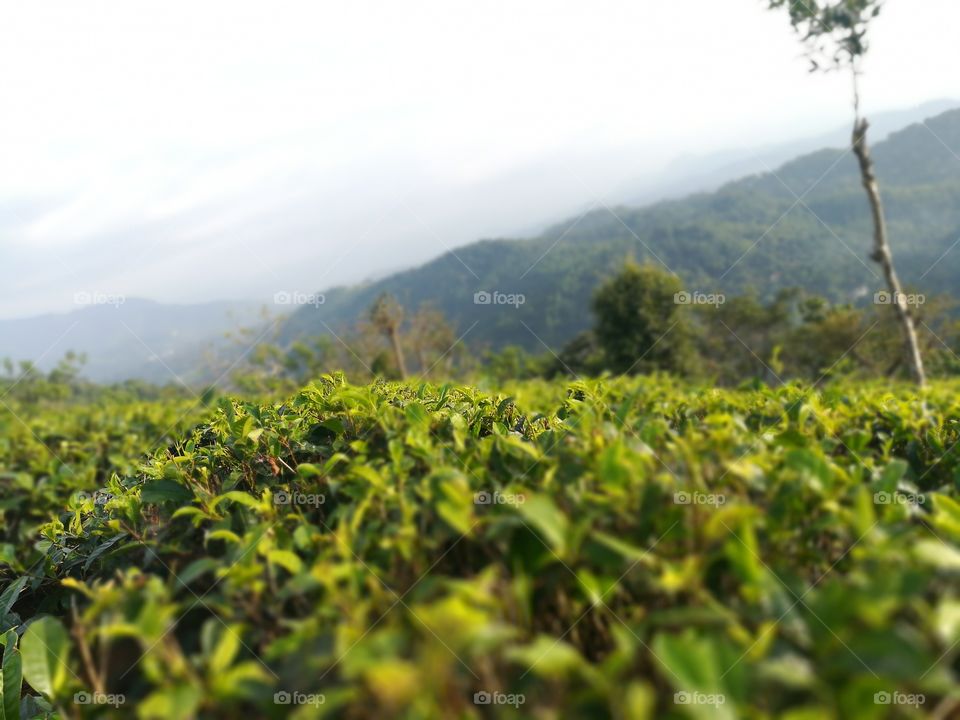 Natural environment in in sri lanka.this is a picture of a tea plant come and follow me