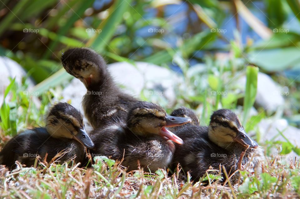 Ducklings resting in sunlight