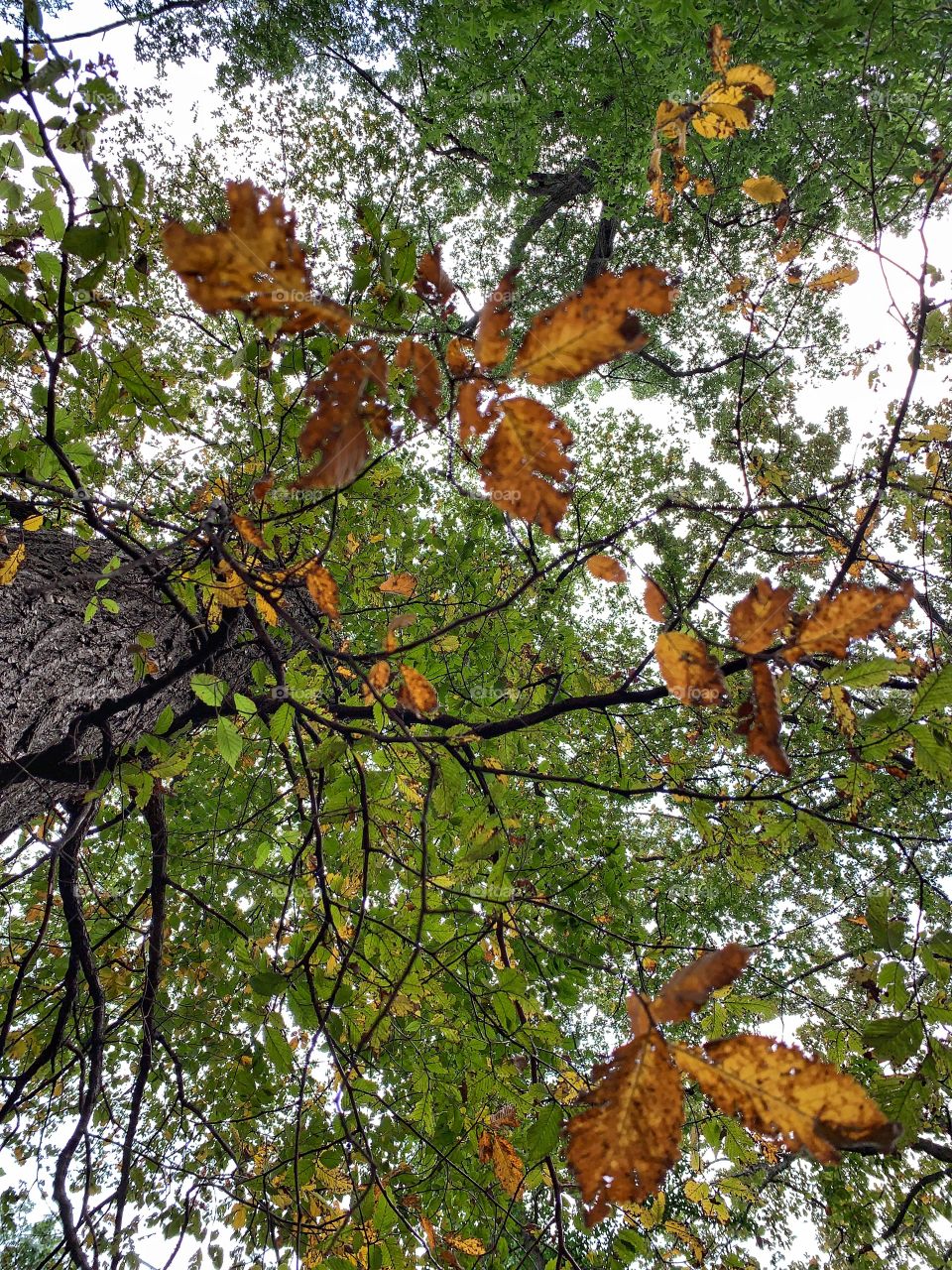 It’s autumn time where leaves changes to red yellow and orange. Cold weather is here.