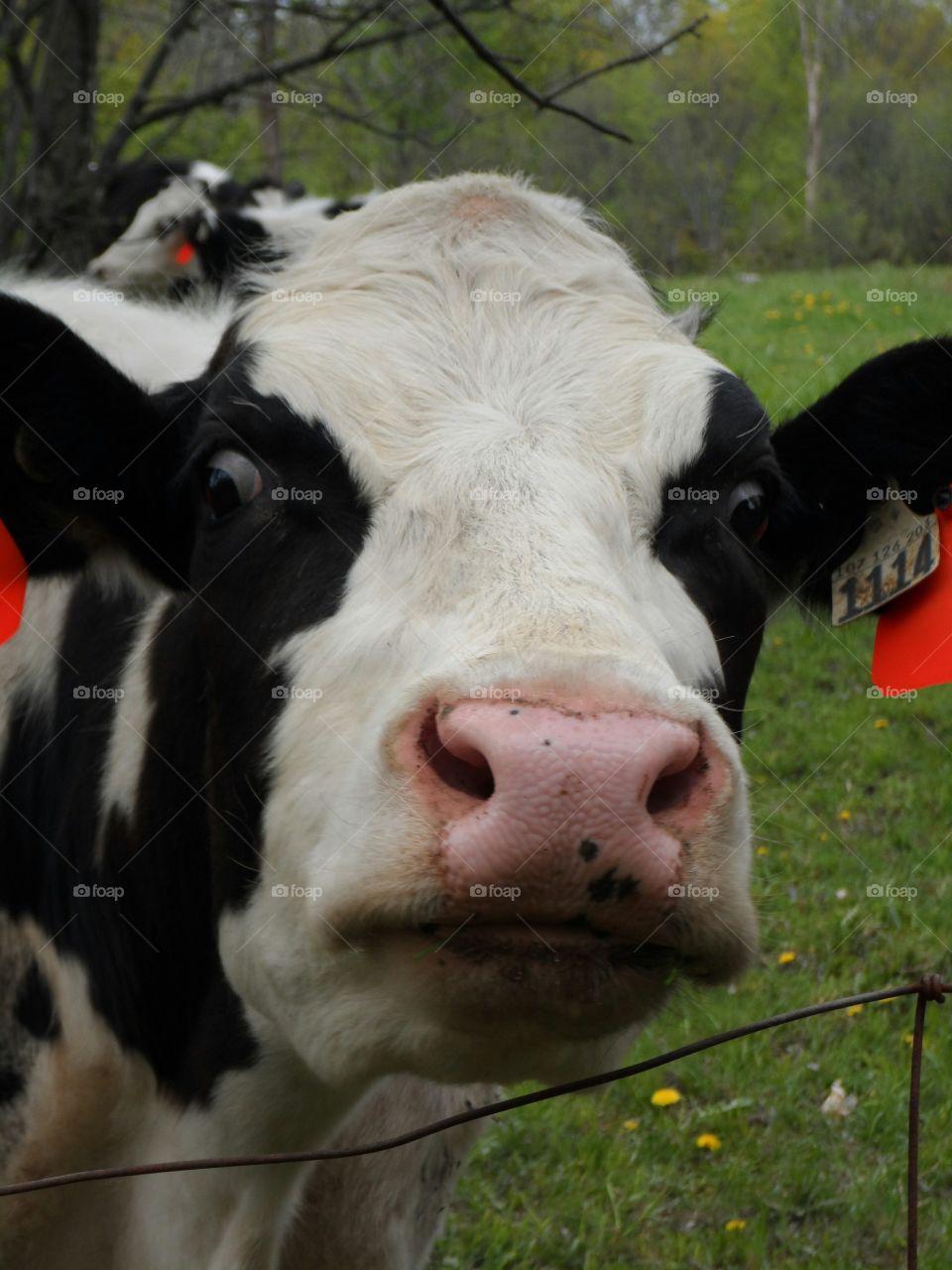 crazy eye cow. cow with crazy eyes