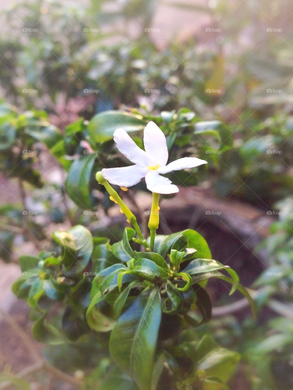 White flower