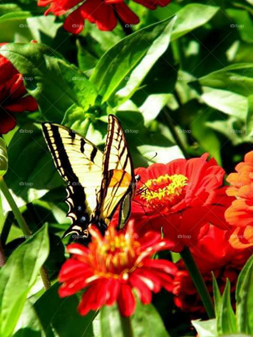 close up image of yellow and black butterfly sitting on bright orange red flower