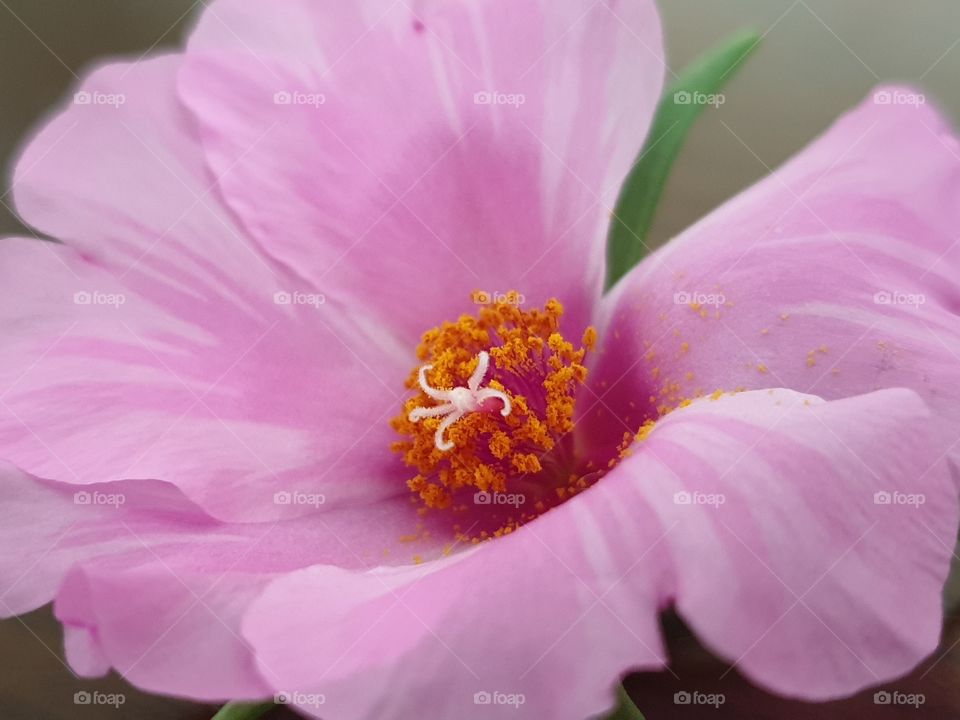 the portulaca grandiflora