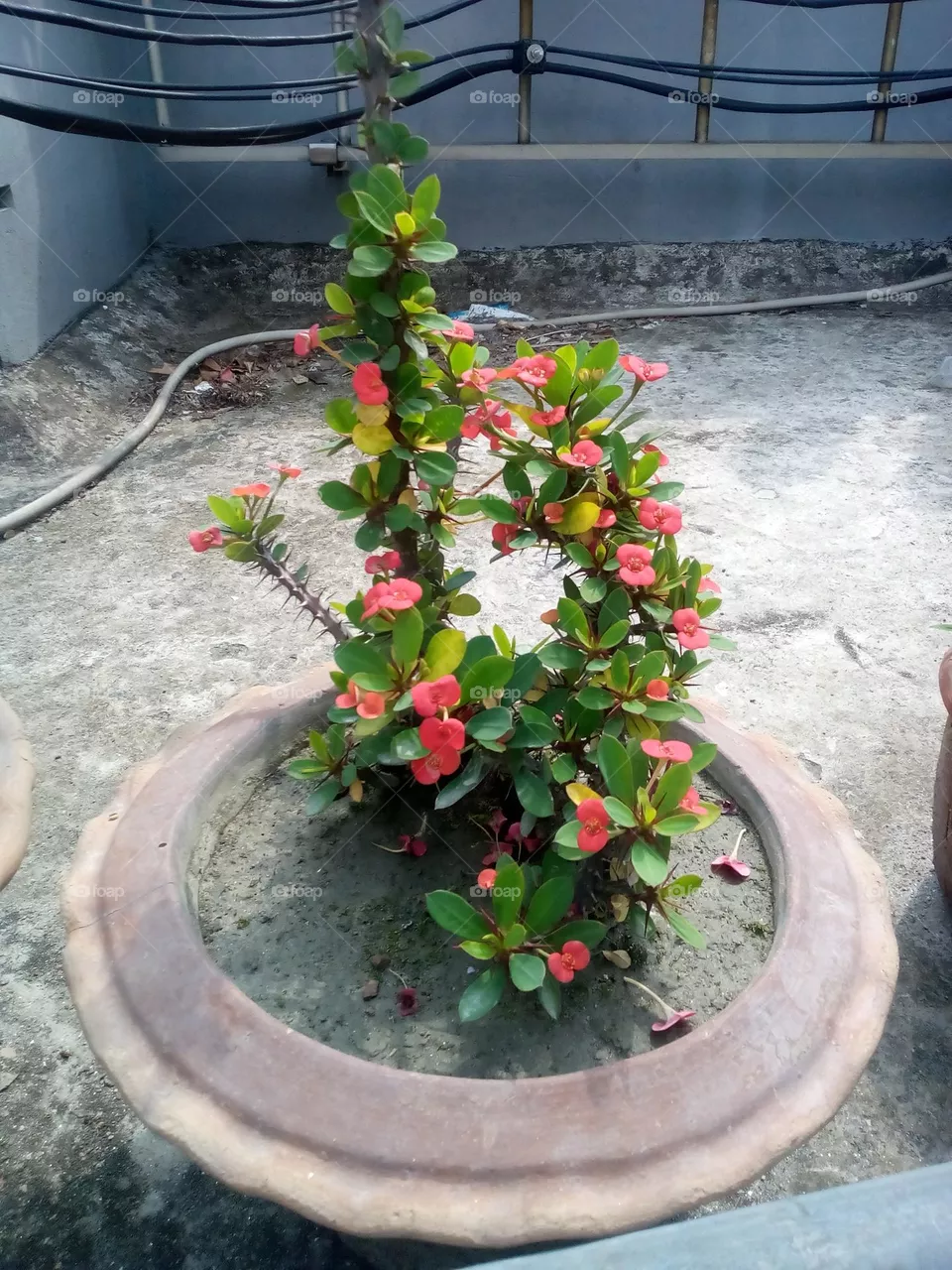 Flower plants in tubs