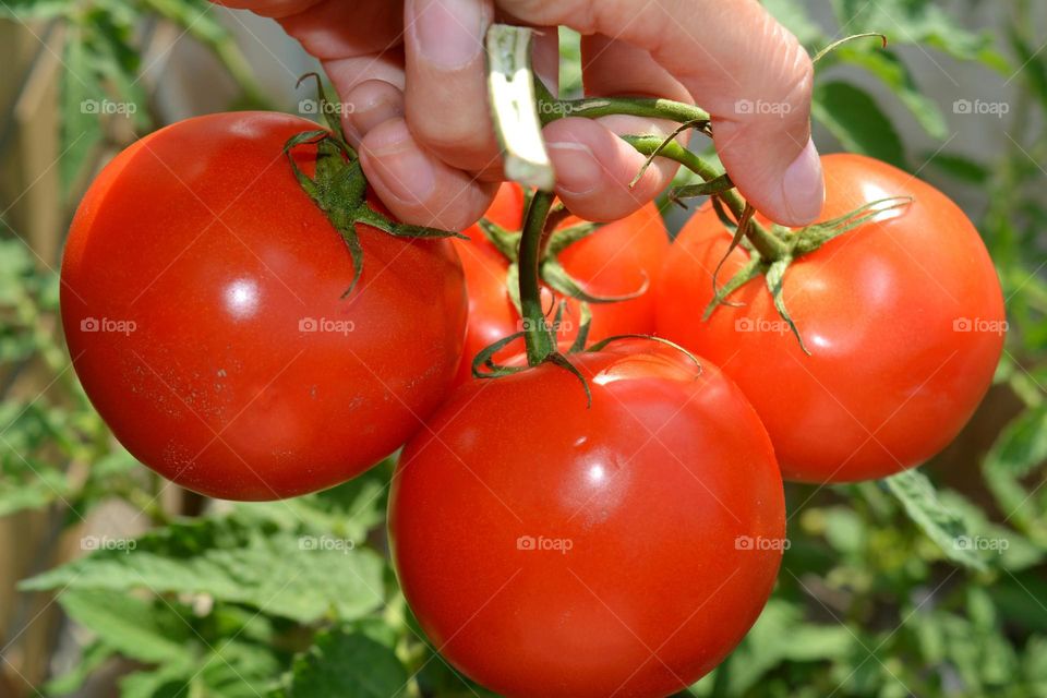 Person's hand holding tomato