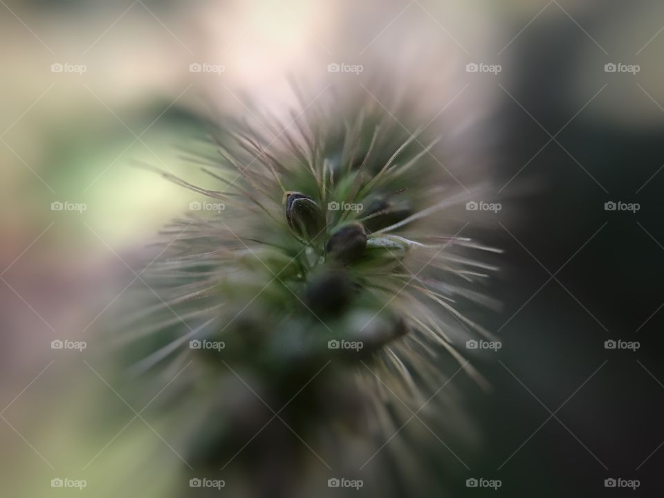 Plant | Photo with iPhone 7 + Macro lens.