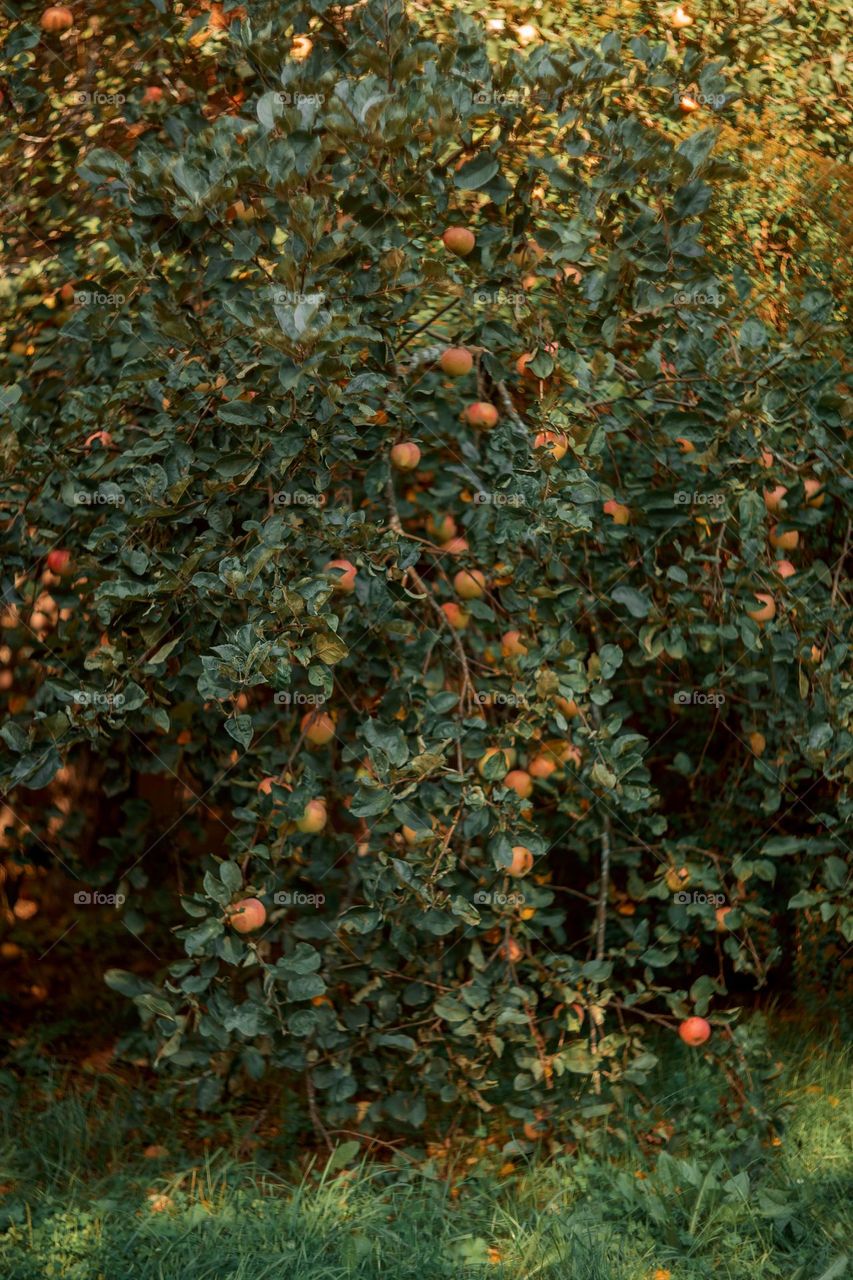 Apple tree in evening sunshine