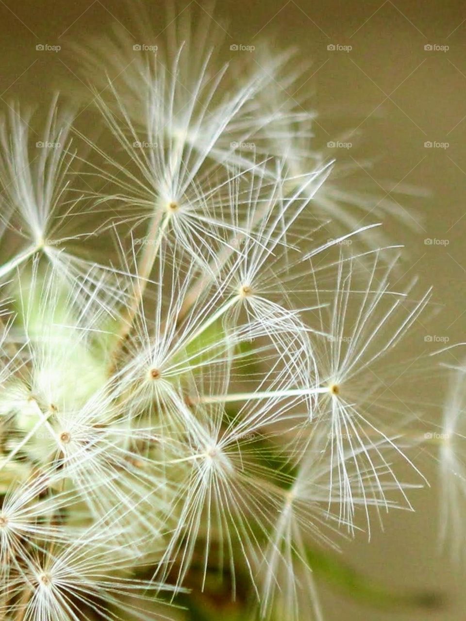 Close-up of a dandelion 