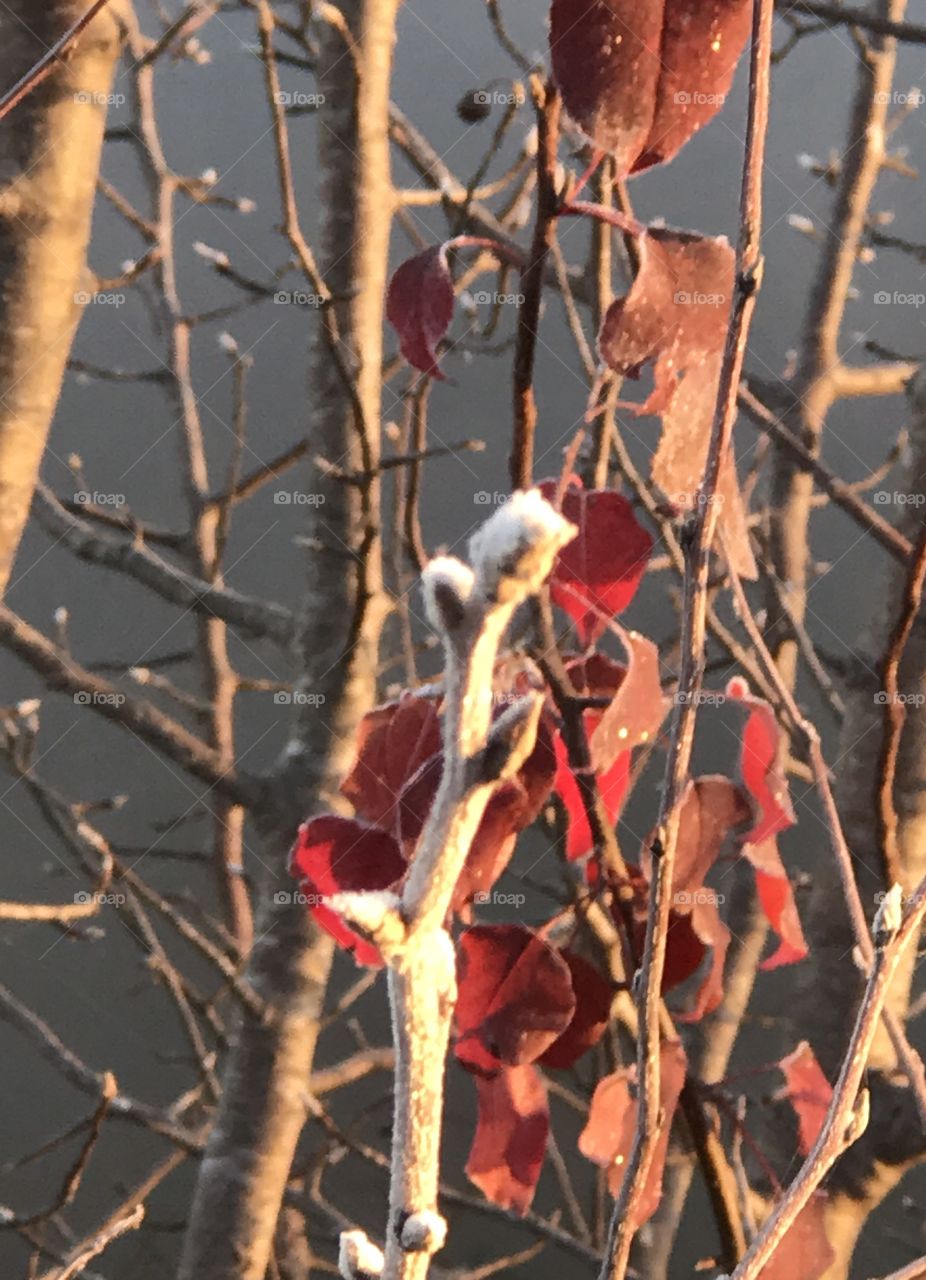 Frosted Morning