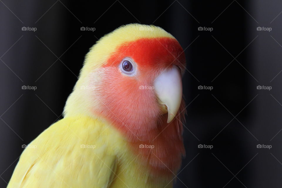 Tweety, Agapornis a.k.a Love bird, 8 years old.