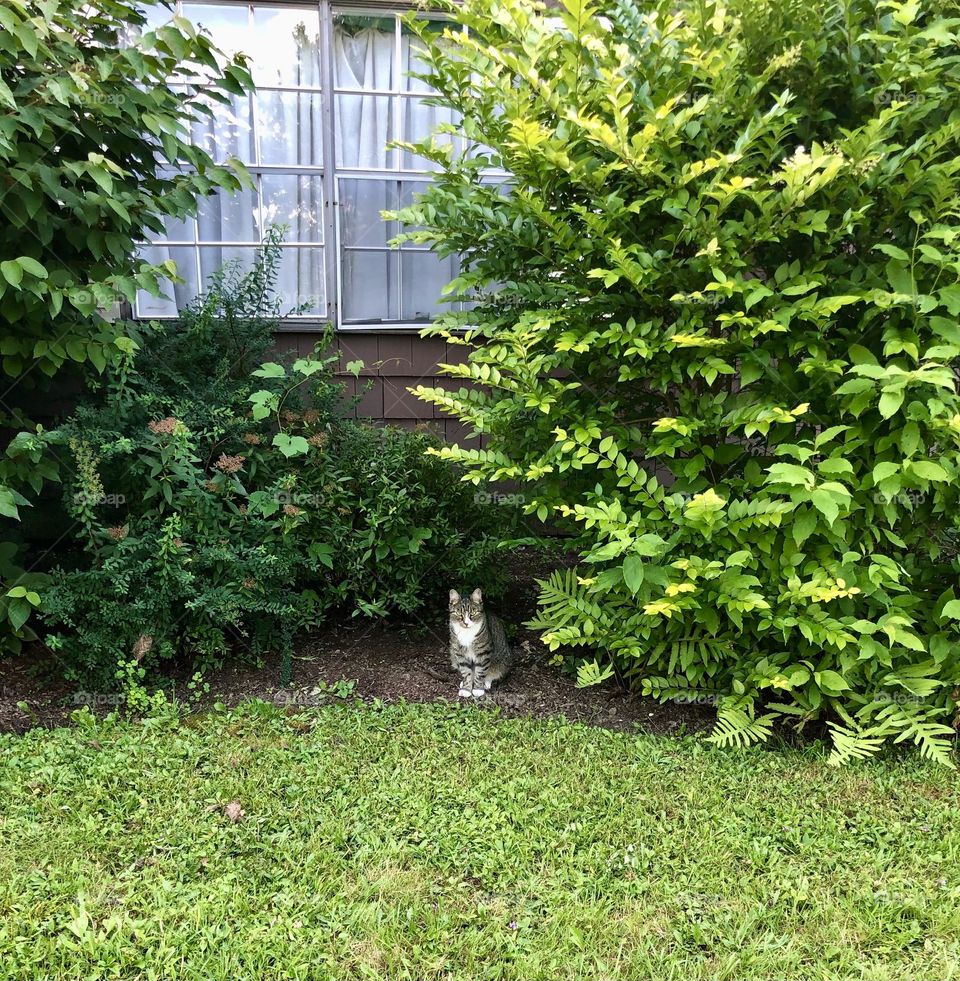 a cat chilling by some plants