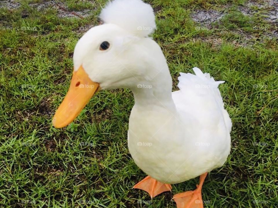 Our white pekin duck with a poof on his head webby Webster 