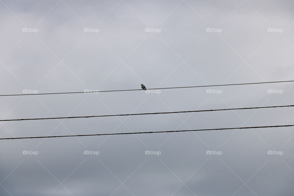 Bird on a wire