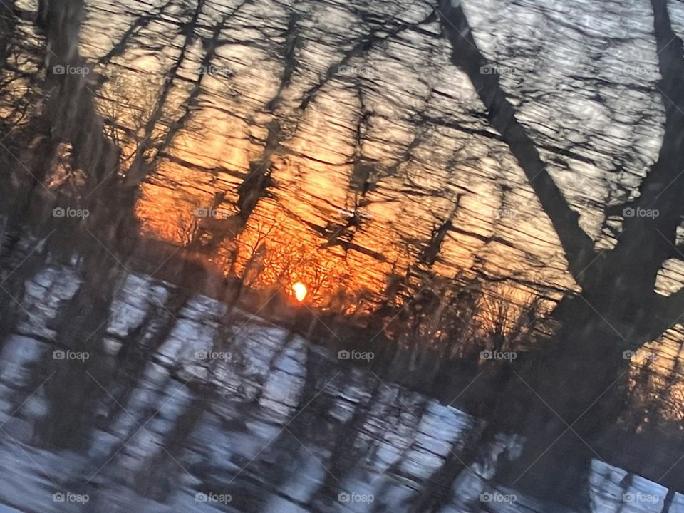 Sunset, forest preserve