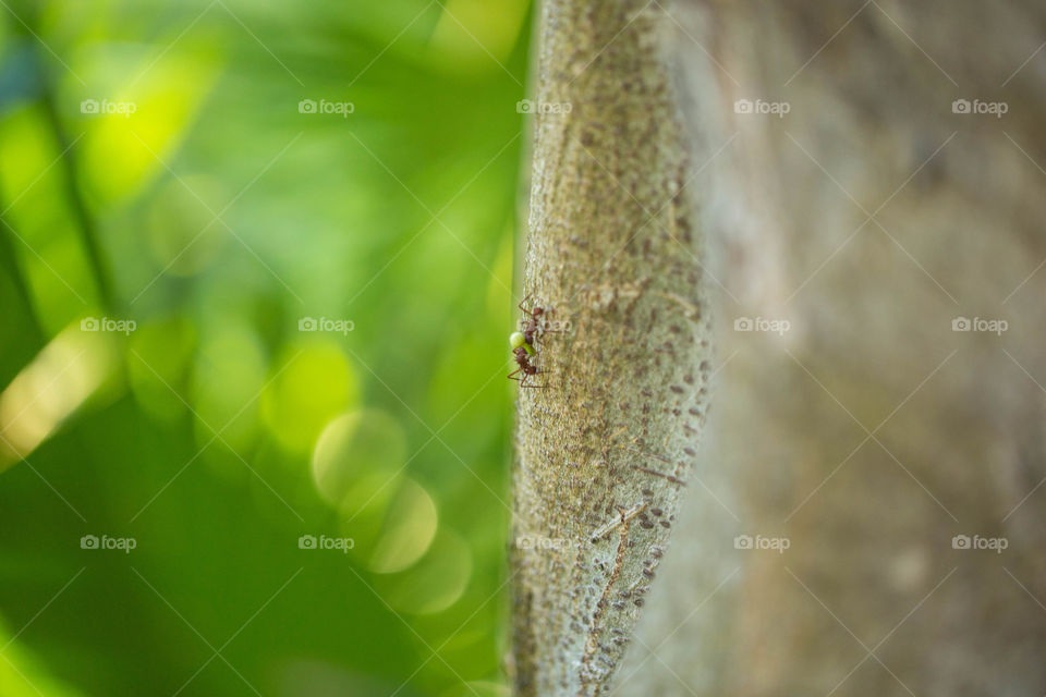 Ants carrying leaf