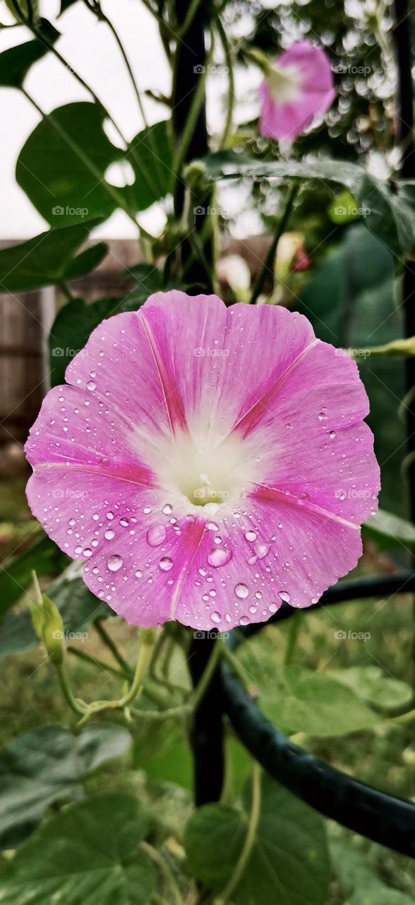 Rainy and beautiful in pink 🌺☔