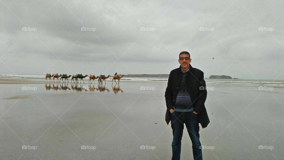 near a caravan a group of camels walking near the beach.