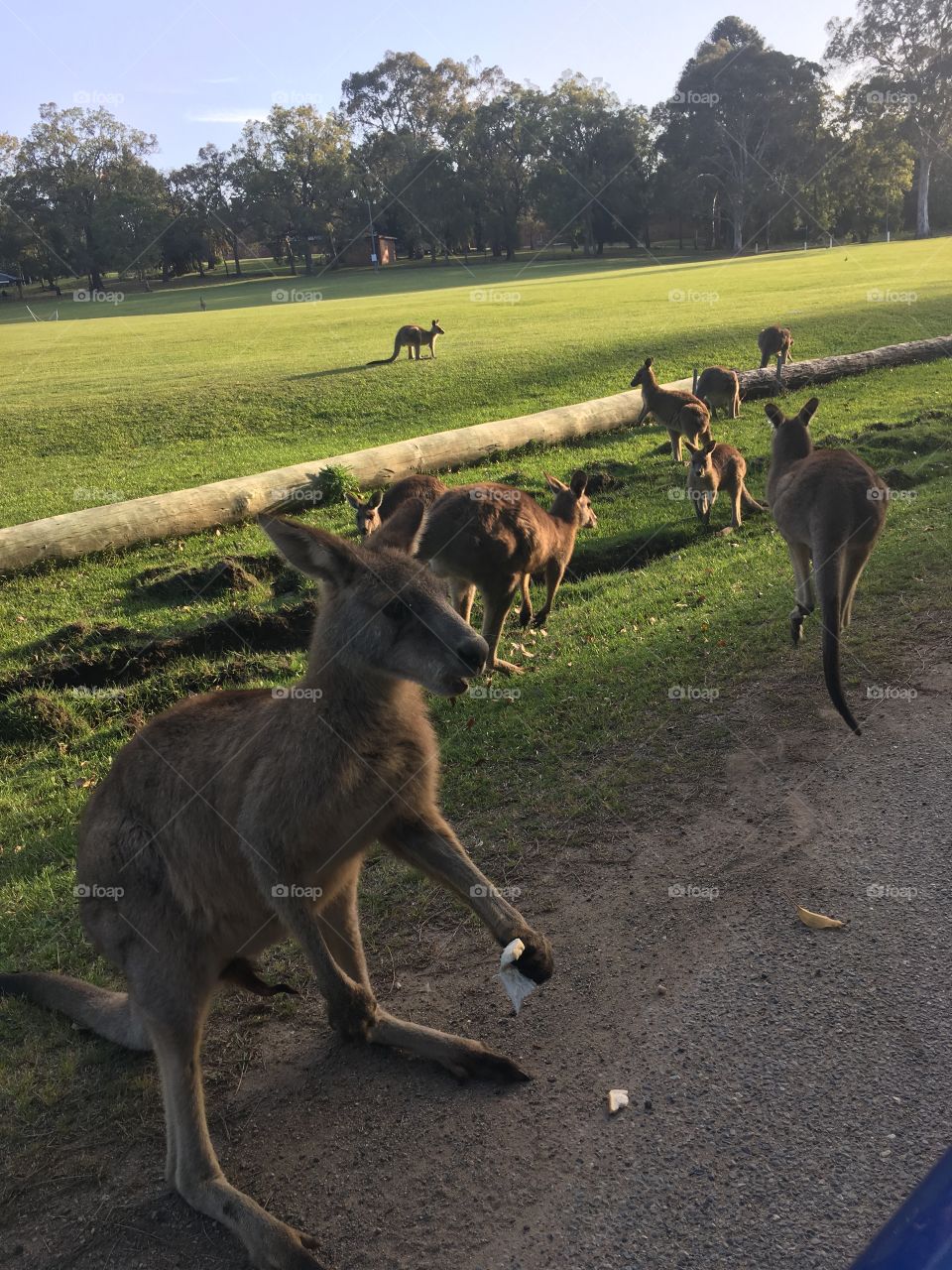 Kangaroos 