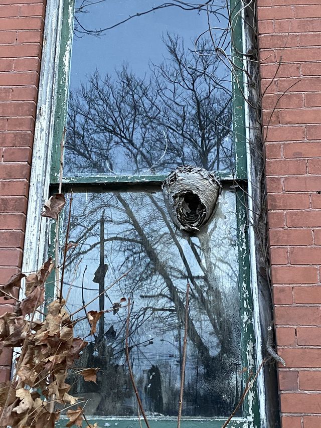 Wasp nest window 