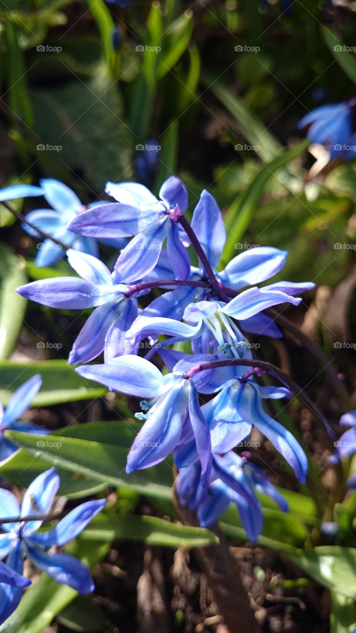 Scilla