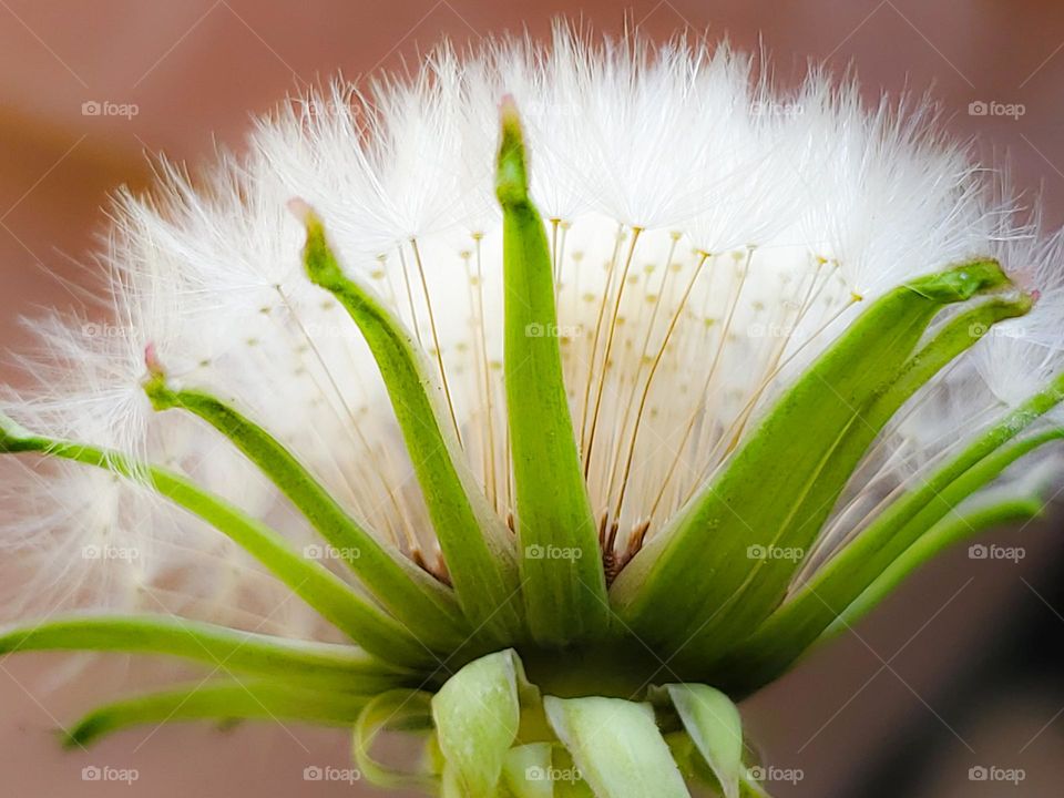 A flower in the seeding stage showing it's fluffy whispy texture.